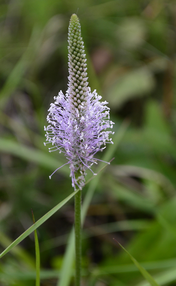 Image of Plantago media specimen.