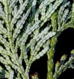 Thuja koraiensis. Веточки с микростробилами (нижние стороны). Германия, г. Дюссельдорф, Ботанический сад университета. 03.07.2014.