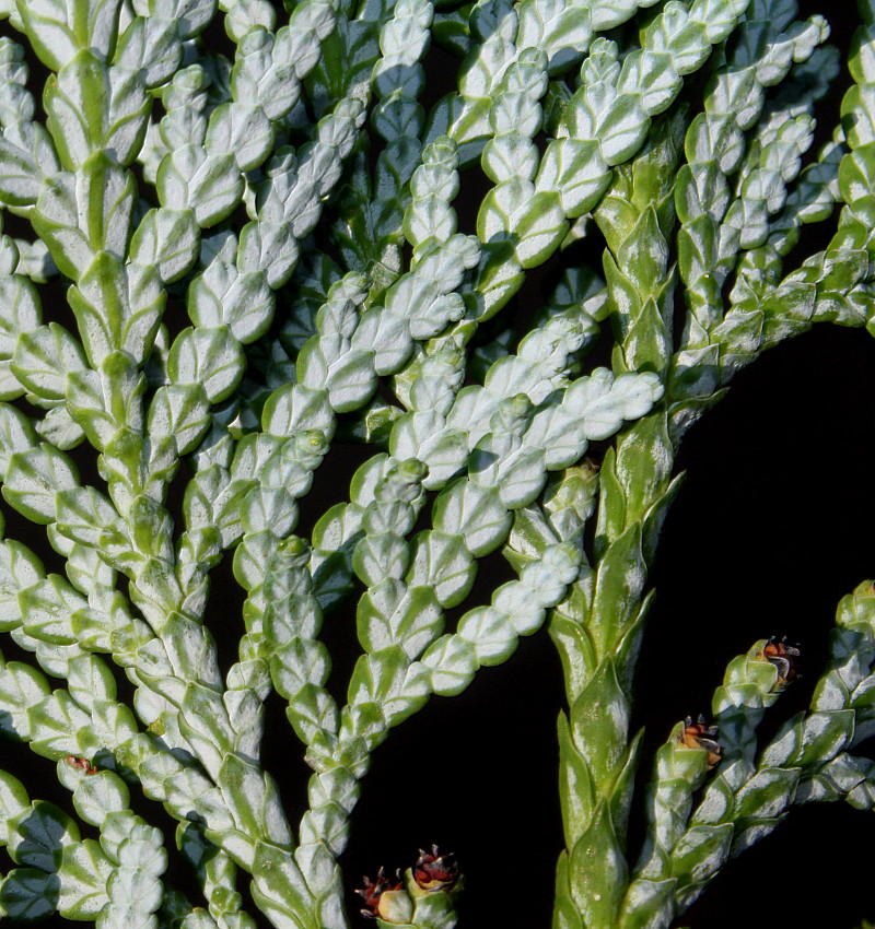 Image of Thuja koraiensis specimen.