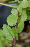 Mimulus guttatus