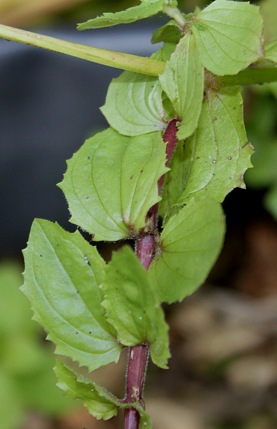 Изображение особи Mimulus guttatus.