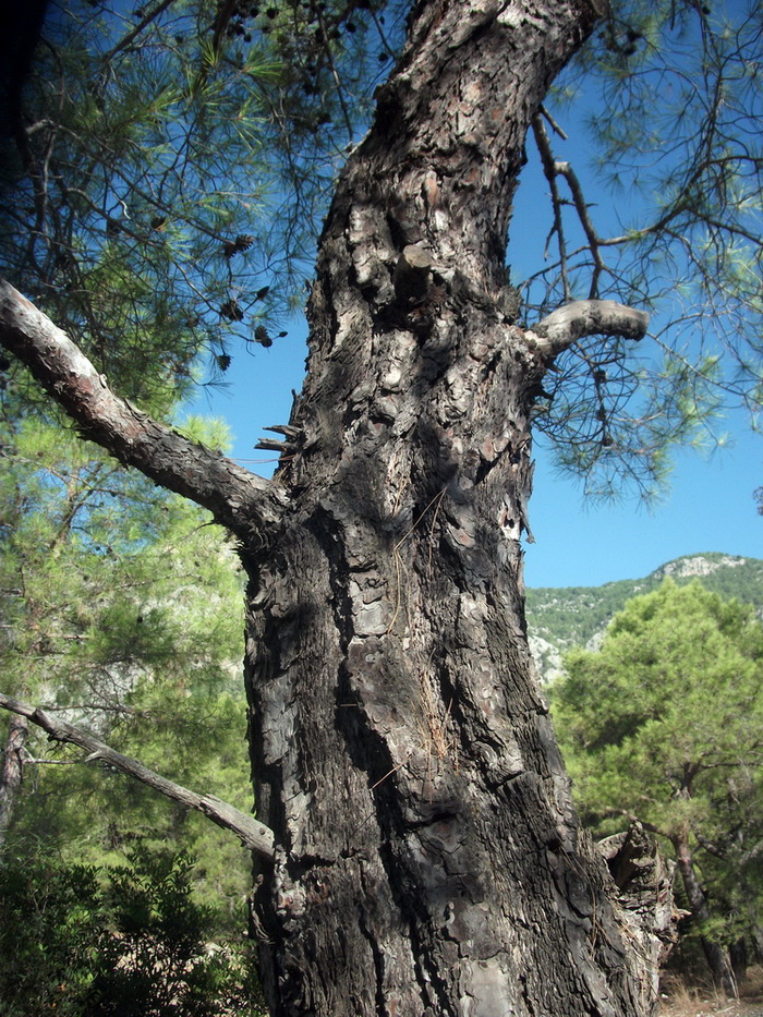 Изображение особи Pinus brutia.