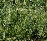 genus Poa. Цветущие растения. Московская обл., Раменский р-н, окр. ж.-д. платформы Хрипань, просека под ЛЭП. 19.05.2014.