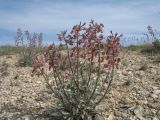 Matthiola tatarica