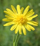 Tragopogon orientalis