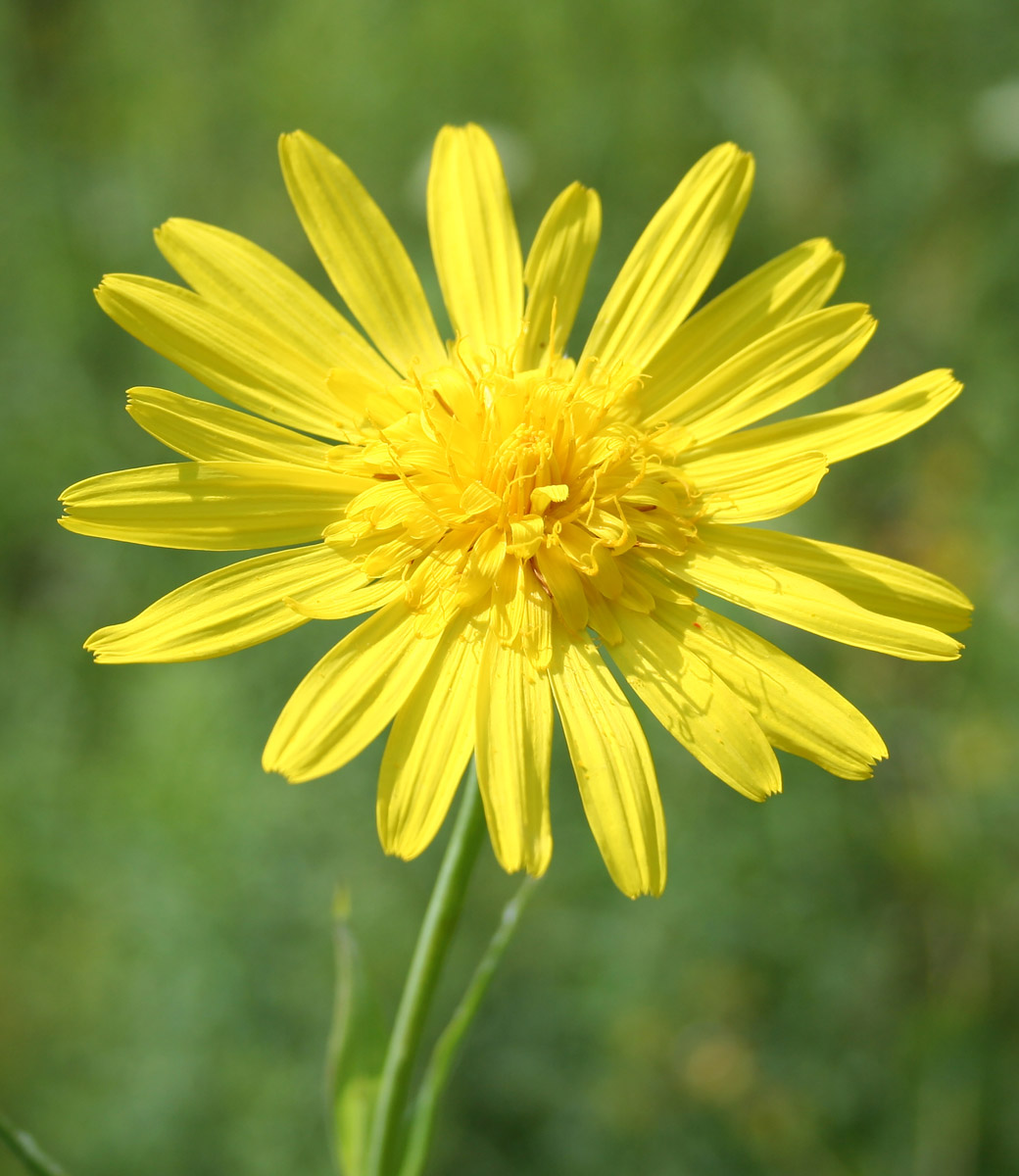 Изображение особи Tragopogon orientalis.