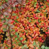 Cotoneaster horizontalis. Ветви со зрелыми плодами в осенней окраске. Украина, г. Кривой Рог, Ботанический сад НАН Украины. 02.11.2008.