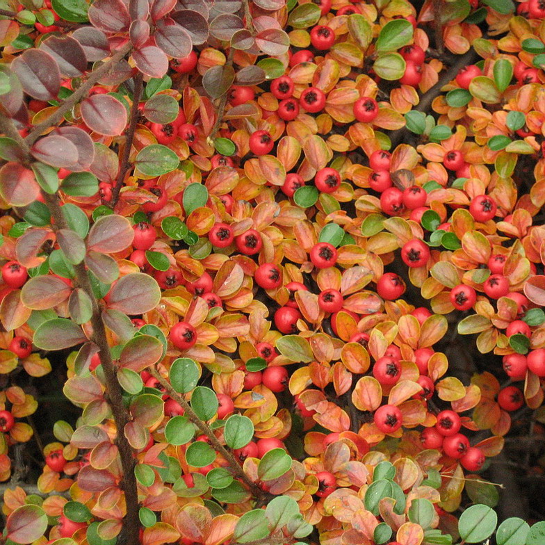 Изображение особи Cotoneaster horizontalis.