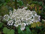 Heracleum sosnowskyi