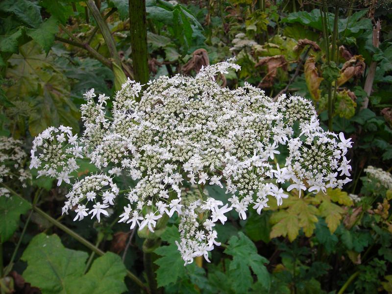 Image of Heracleum sosnowskyi specimen.