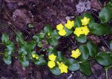 Lysimachia nummularia