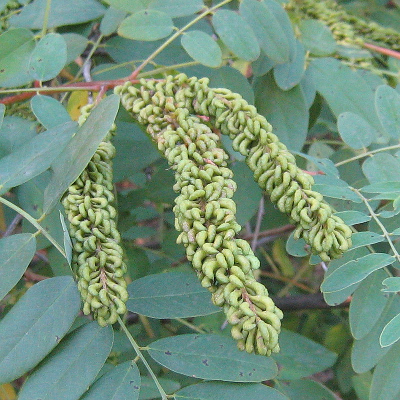 Image of Amorpha fruticosa specimen.