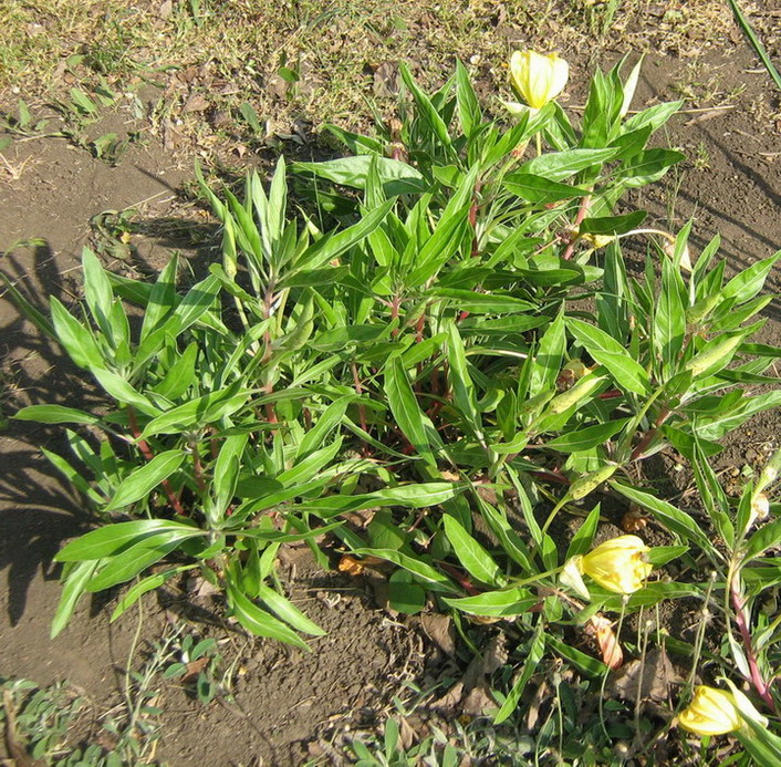Image of Oenothera macrocarpa specimen.