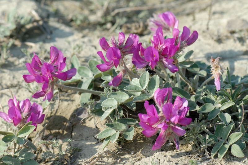 Изображение особи Hedysarum argyrophyllum.