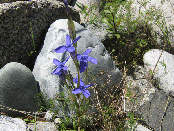 Image of Gentianopsis barbata specimen.