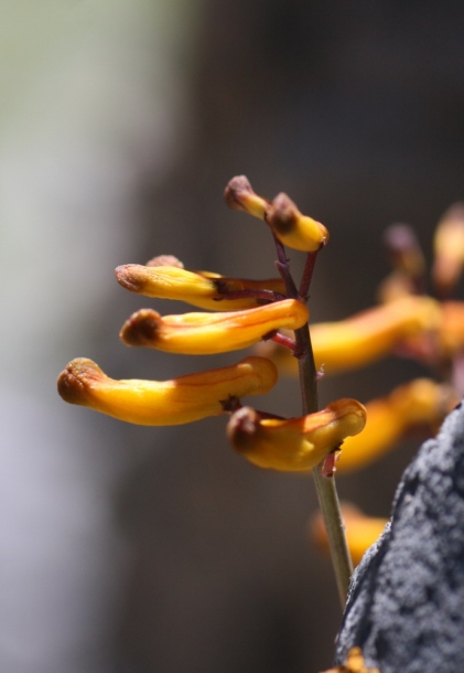 Image of Corydalis paniculigera specimen.
