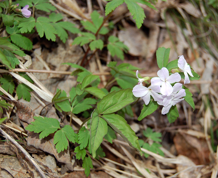 Изображение особи Cardamine altaica.