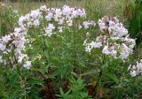 Saponaria officinalis