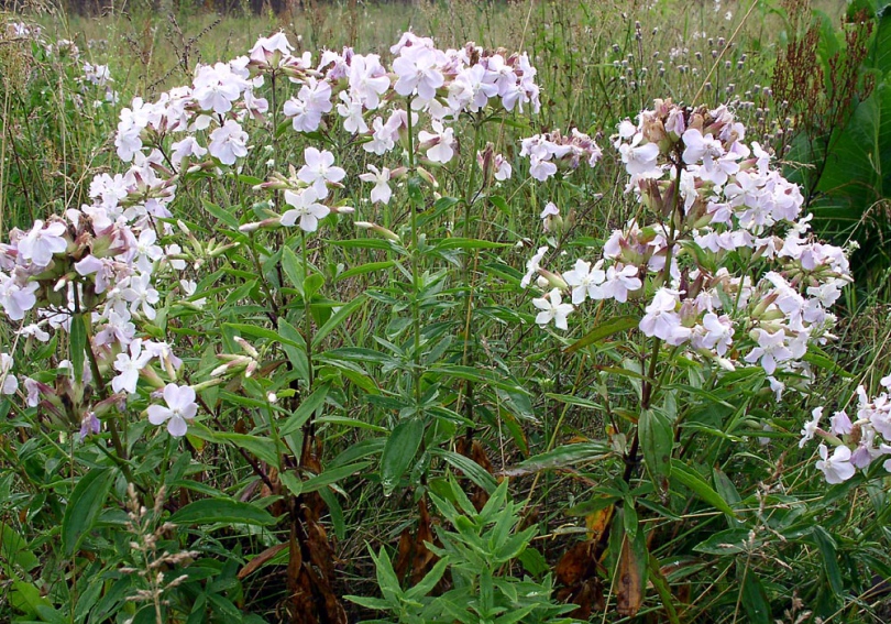 Image of Saponaria officinalis specimen.