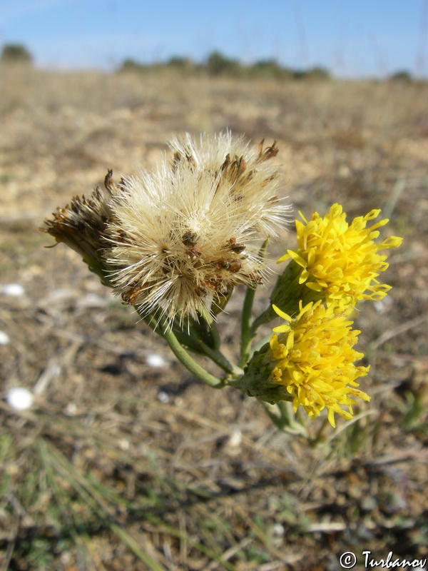 Изображение особи Galatella linosyris.