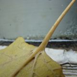 genus Populus