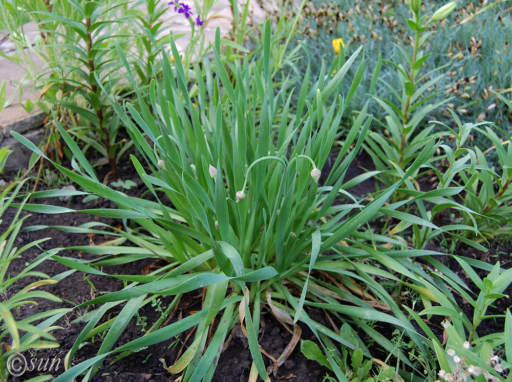 Image of Allium nutans specimen.