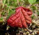 Betula pubescens