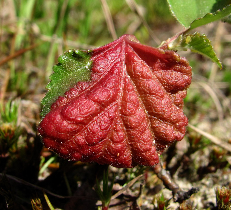 Image of Betula pubescens specimen.