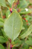 Berberis vulgaris. Лист (нижняя сторона). Новгородская обл., Боровичский р-н, восточнее дер. Сушани, луговой склон. 30.08.2015.