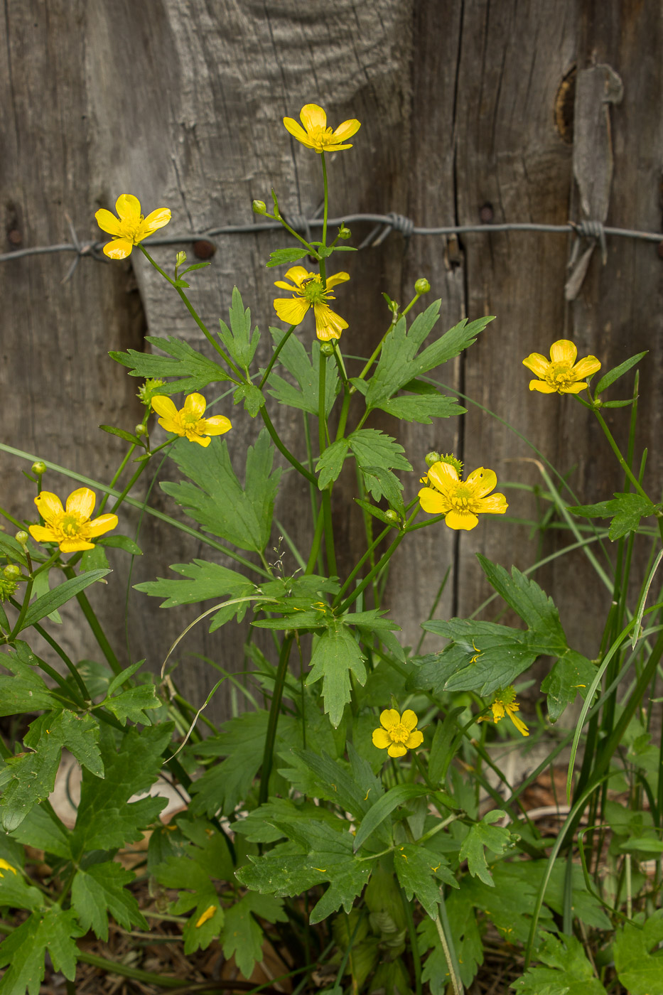Image of Ranunculus repens specimen.