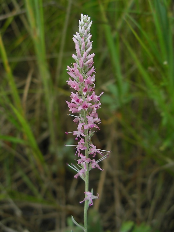 Image of Veronica incana specimen.