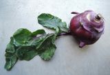 Brassica oleracea var. gongylodes