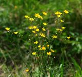 Ranunculus acris. Верхушки цветущего растения. Московская обл., Раменский р-н, окр. ж.-д. платформы Хрипань, просека под ЛЭП. 10.06.2015.