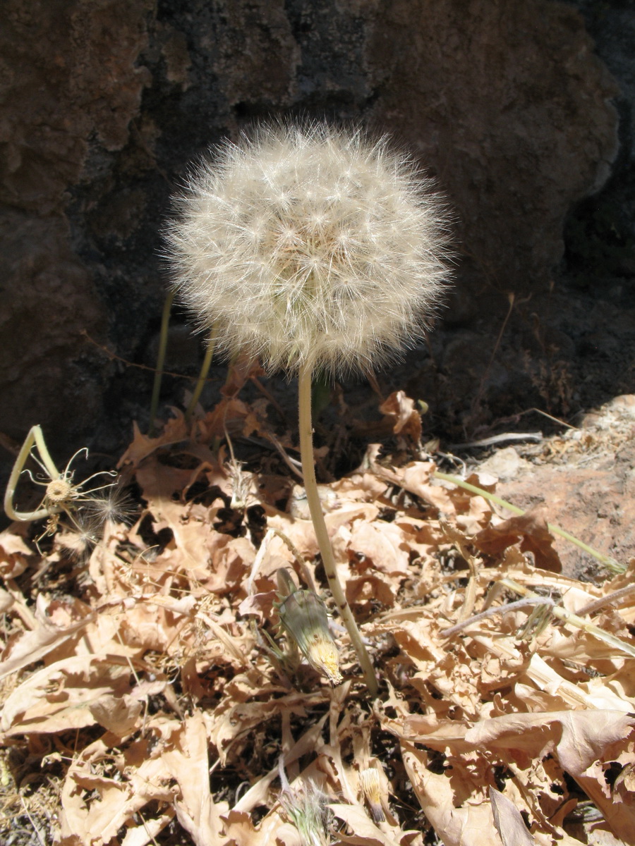 Image of Taraxacum turcomanicum specimen.