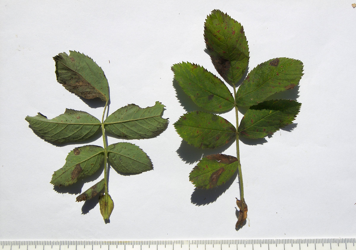 Image of Rosa villosa specimen.