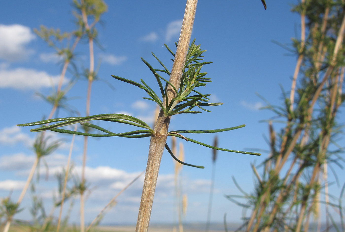 Изображение особи Galium verum.