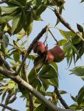 Sterculia foetida