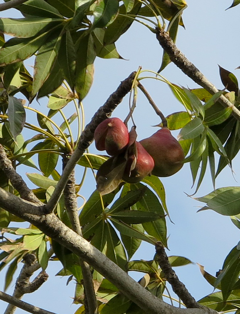 Изображение особи Sterculia foetida.