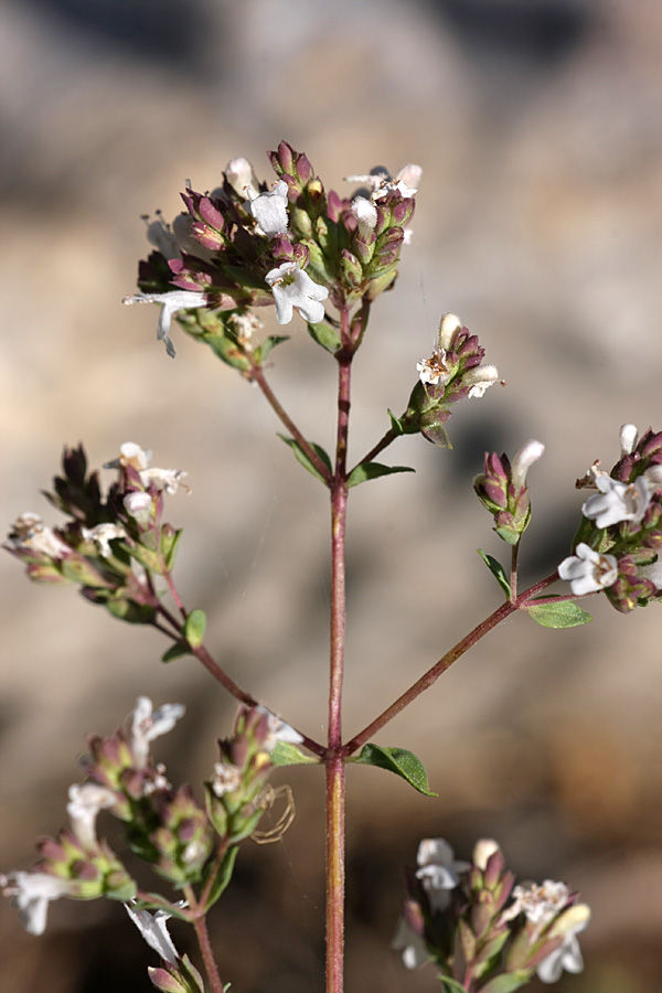 Image of Origanum tyttanthum specimen.
