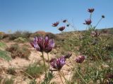 Astragalus arbuscula. Верхушка растения с соцветиями. Восточный Казахстан, Зайсанская котловина, ур. Кеин-Кериш. 11 мая 2012 г.