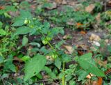 Physalis angulata. Верхушка цветущего и плодоносящего растения. Андаманские острова, остров Северный Андаман, окр. г. Диглипур, у дороги. 09.01.2015.