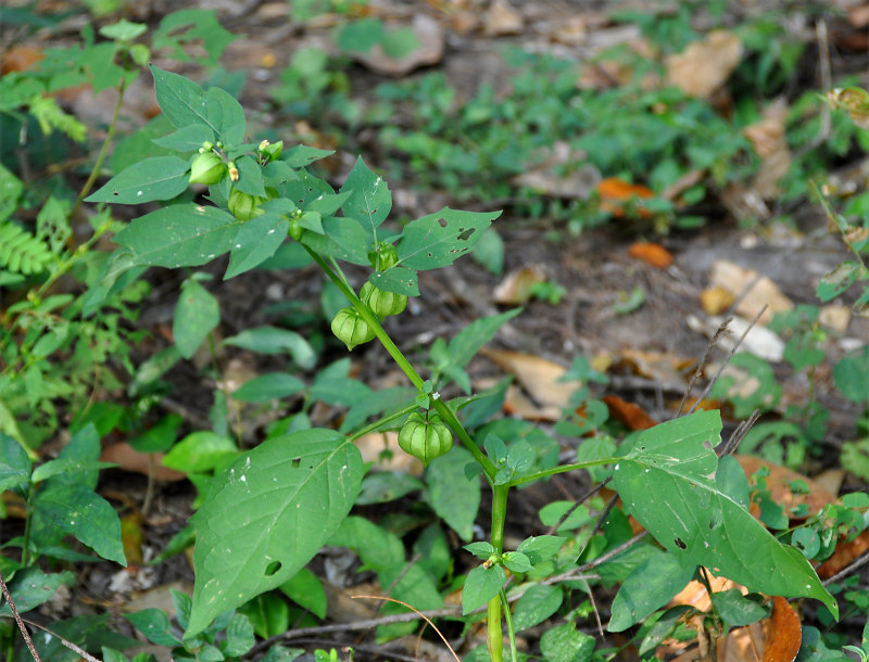 Изображение особи Physalis angulata.