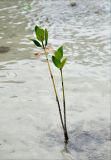 Rhizophora mucronata. Молодое растение во время прилива. Андаманские о-ва, о-в Хейвлок, песчаный пляж. 30.12.2014.
