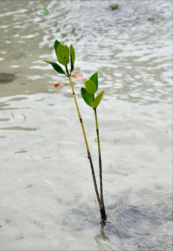 Изображение особи Rhizophora mucronata.