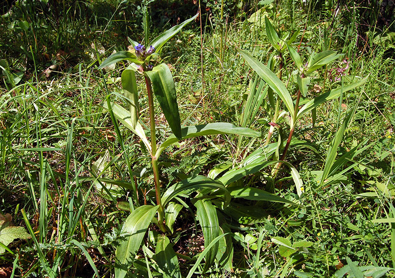Image of Gentiana macrophylla specimen.
