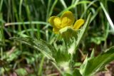 Geum aleppicum. Верхушка цветущего растения (вид со стороны чашечки). Челябинская обл., окр. г. Челябинск, Золотая горка, разнотравная поляна в берёзовом лесу. 03.07.2014.