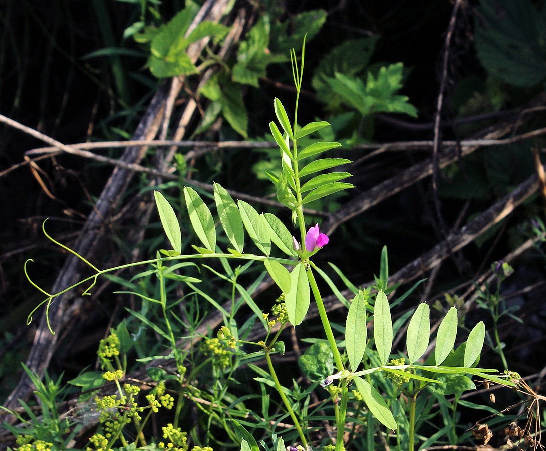 Изображение особи Vicia segetalis.