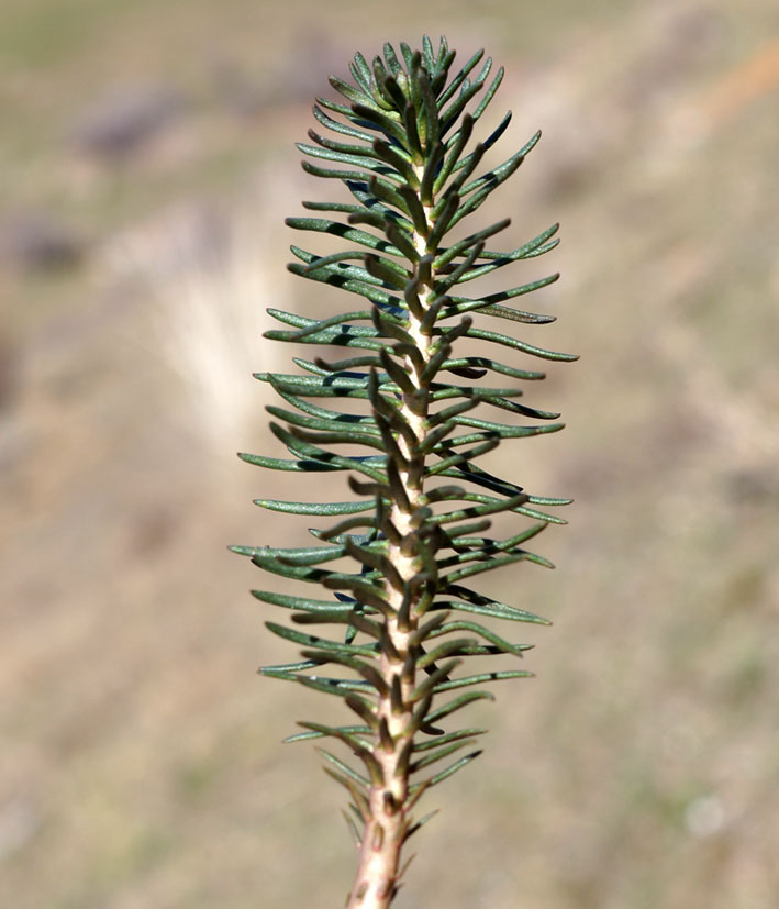 Image of Pseudosedum longidentatum specimen.