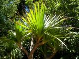 Pandanus utilis. Верхняя часть кроны. Монако, Сады Святого Мартина (Jardin Saint Martin), в культуре. 23.07.2014.