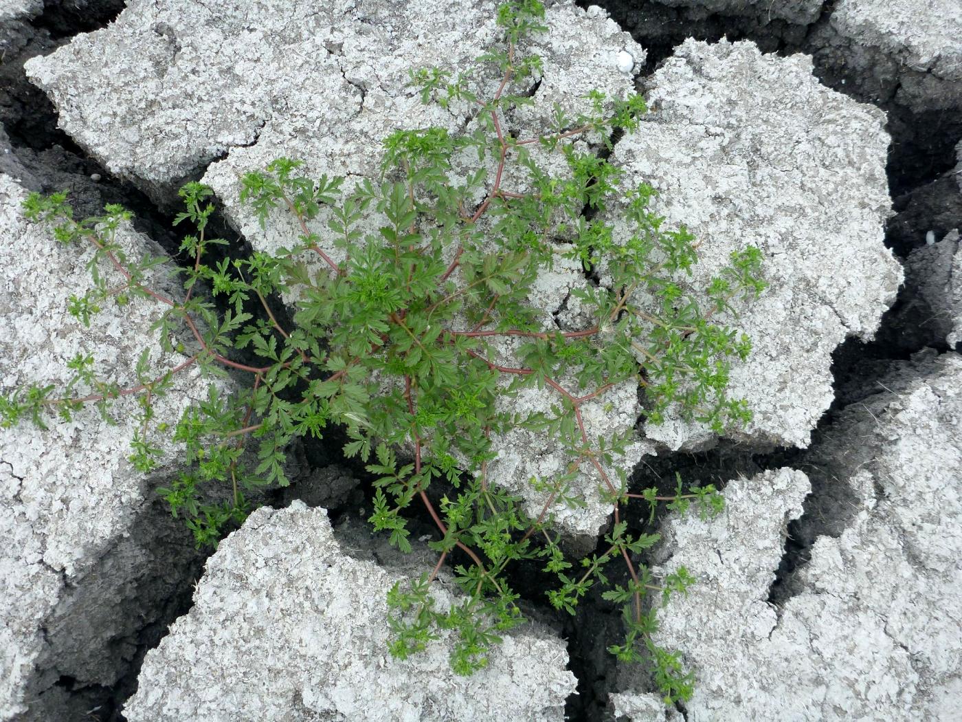 Image of Potentilla supina ssp. paradoxa specimen.